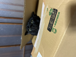 黒猫
