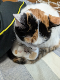 たま