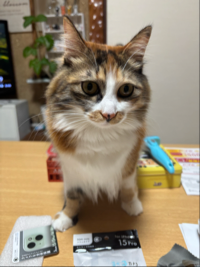 りょーちん