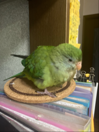 シュン