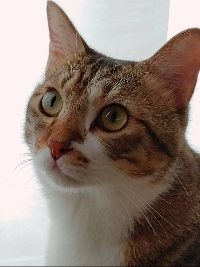 ヒラサツ