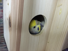 とこ