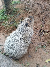 カメ