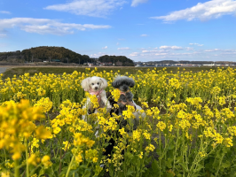 まりもん