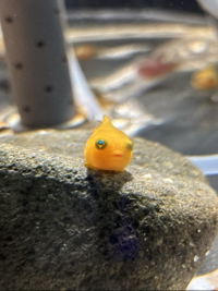 おかちゃん