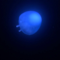 IL