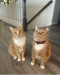 フーリー