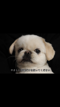 ぱんちゃん