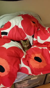 まるちゃん