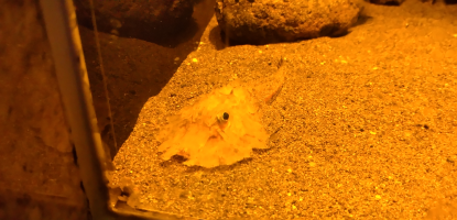 ぐでひめ