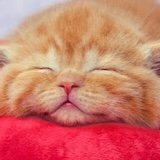 ネム猫
