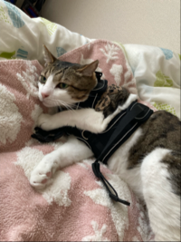 tora