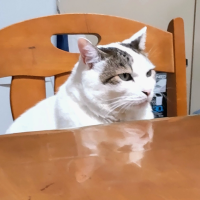 ふうにゃん