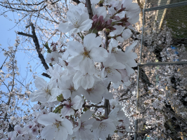 たる