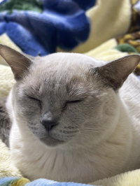 こん