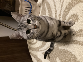 ギンタ母ちゃん