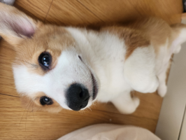 こぎなな