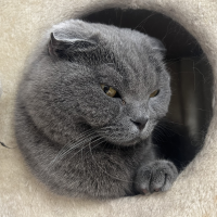ぎみ