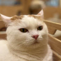 もちこ