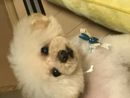 アベル
