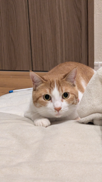 たおにゃん