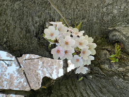 さくら