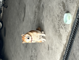 タロー