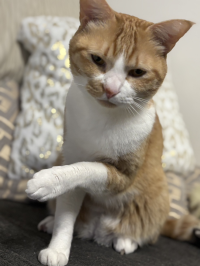 虎茶丸のお母ちゃん
