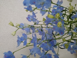 めぐっち