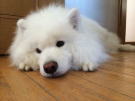 セバスチャン