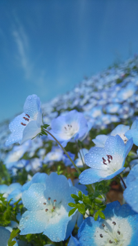 碧