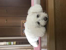 ふう