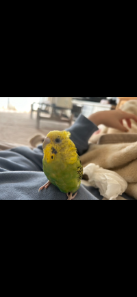 ま