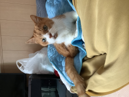 チビにゃん