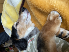 さお