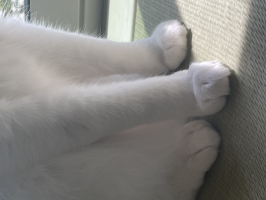 コッタロ