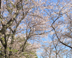 muji