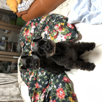 ミィ