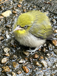 茉里