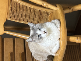 ゆん