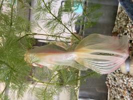 チャイノ