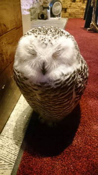 ぴこ