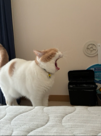 ガッキー