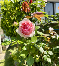 マロン