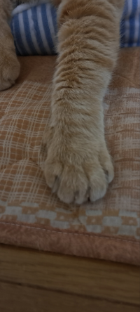ごぶりん