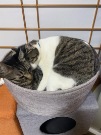 干し柿