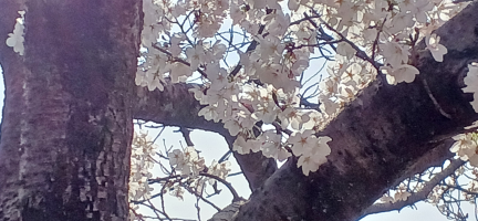 きいろ