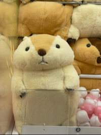 まほ