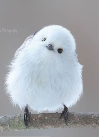 コトリのcotton