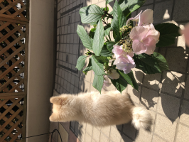 さく